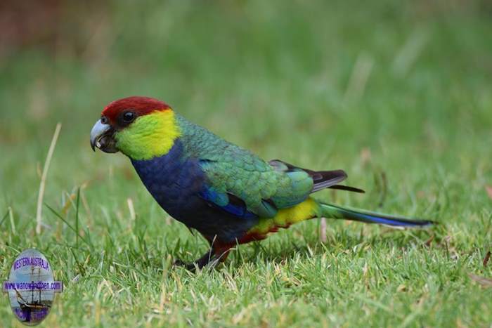 Red capped parrots are found at Lake Magenta