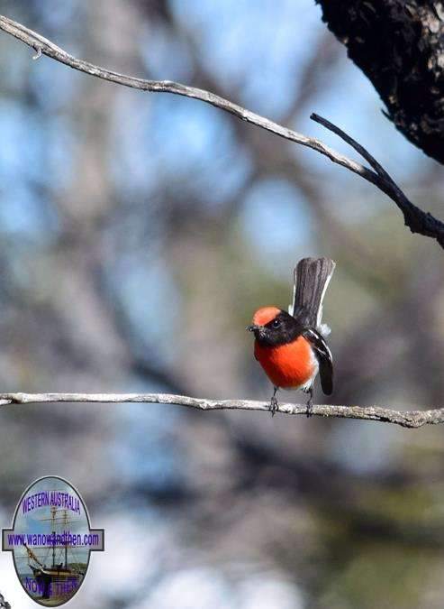 Red capped robin