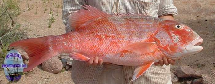 Chinaman fish