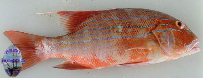 Chinaman fish (juvenile)