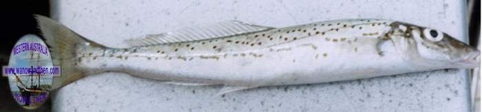 Whiting - King George