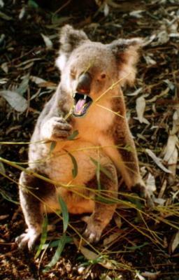 The Folklore of Western Australia - Drop Bear