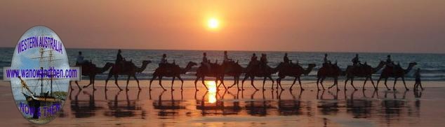 Camels on Cable Beach at sunset