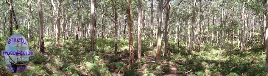 Karri forest - Western Australia