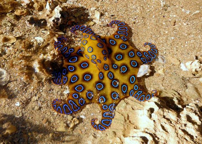 Blue Ringed Octopus (c) TJ Paris