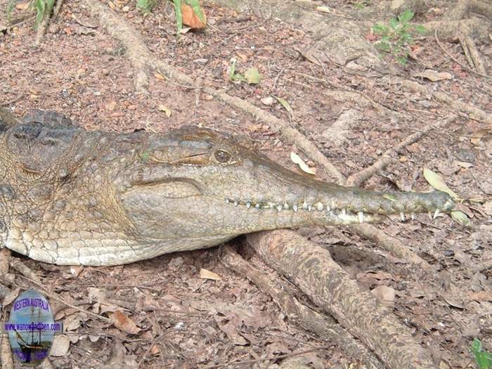 Johnstone River crocodile
