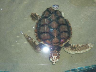 Turtle Rehab